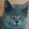 zeudi_amg