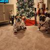 bulldogmommy2018