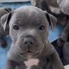 Lanithebluestaffy