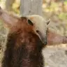 tamandua_t_pose