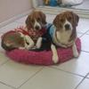 beagle_tomy