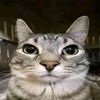 el.gato92177