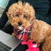 ositothepoodle