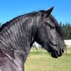 odenthefriesian
