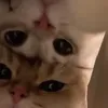 jigglypoo4