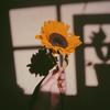 sunflower_18