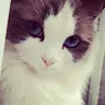 icetube93