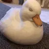 mr_kwakkk