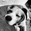hugo.bora_
