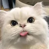 biasaaajalh
