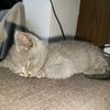 cupcake_cat24