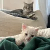 iamkayacat