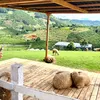 nguyenphuong3015