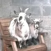 newhorizonherd