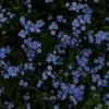 _forgetmenots3