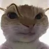 bongduoi11