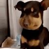 mewantchocolatechip