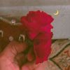 rabeel_majeed