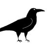 curious_corvid