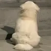 _xizukachan