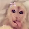 maisy_sybau