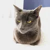 ogatosebastian