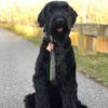 Bruno_Giant_Schnauzer