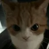 secret_mim14