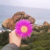 douaei