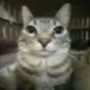 babinbubnbubz816
