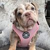 frankiepupthebulldog