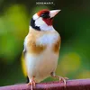 josemari7_