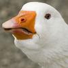 the_daily_goose