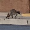 catscratches
