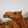 _ihamad2