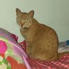 johannacortes03