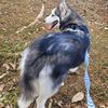 tthusky_kennel