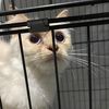 ヨガ