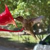 Hummingbirdfeeders