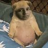 elmaranass
