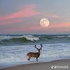 samah_aqqad9