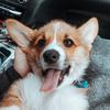 tilly_thecorgi