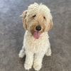 cookiethedood