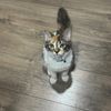 gizmo_the_calico_cat
