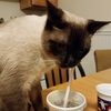 animalfriend123