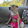 lucysgreatadventure
