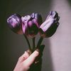 malookh_bs