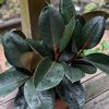 plants012