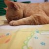catheyi