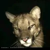 pawpaw_213